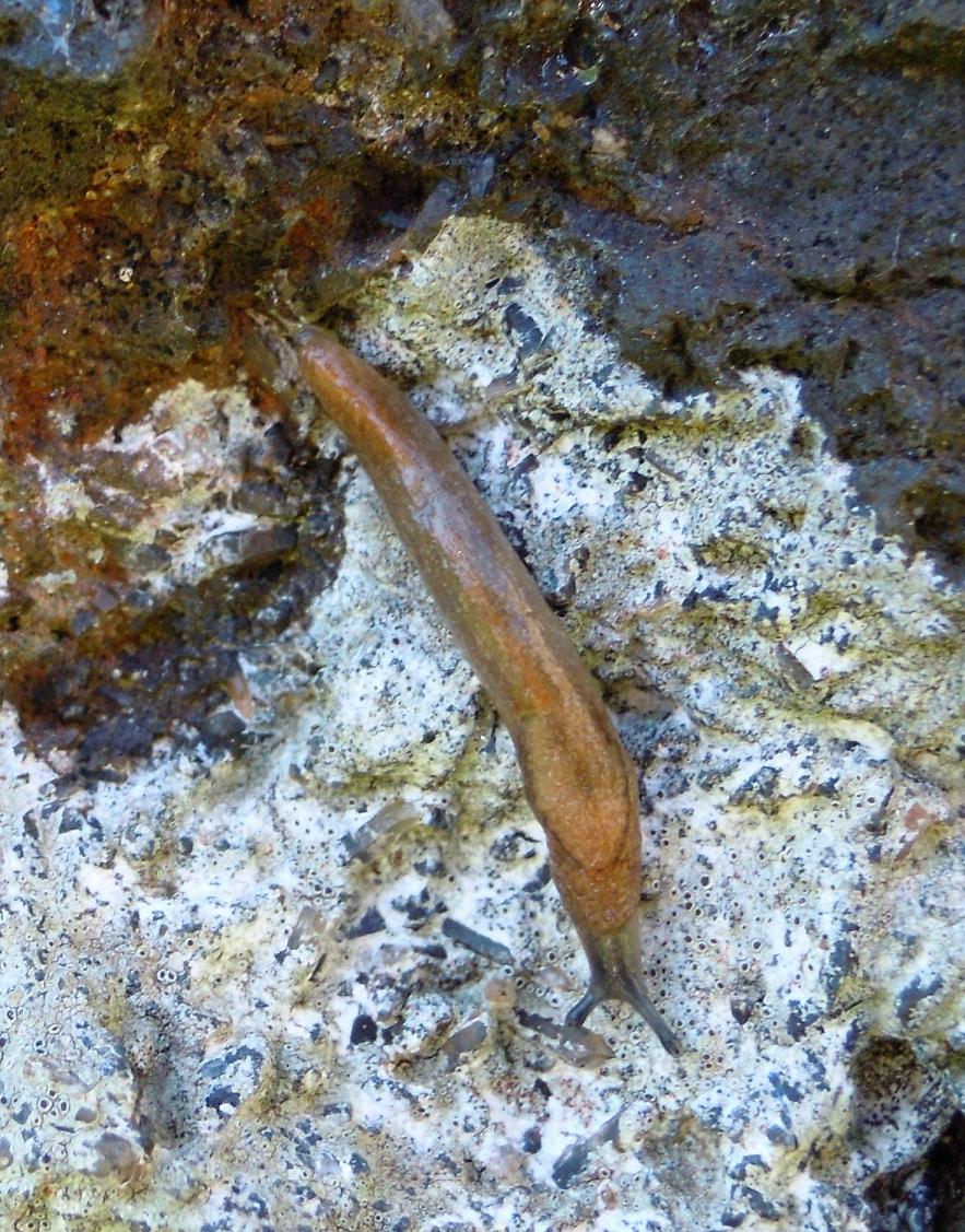 Limacus flavus e Lehmannia dall''Elba